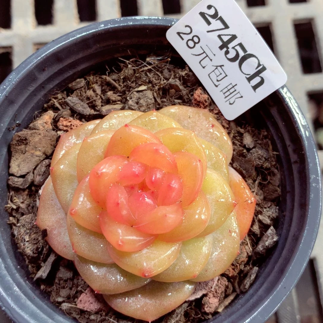 5厘米盆精控多肉2745