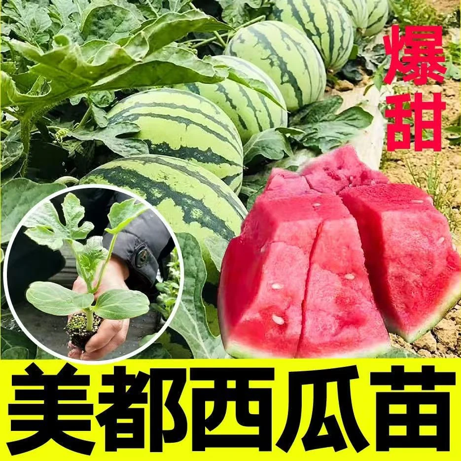 【精选西瓜苗】西瓜苗8424苗带土幼苗美都麒麟西瓜苗大苗高产带土发