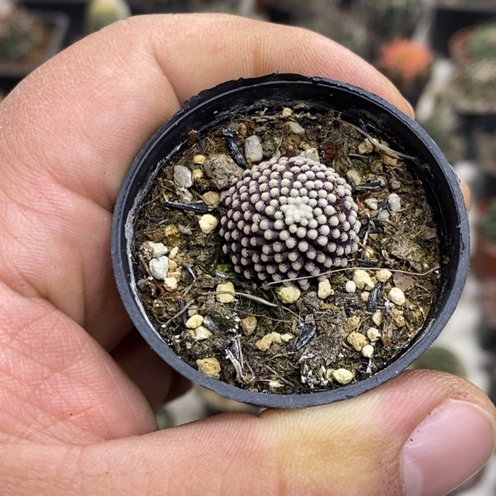 松针牡丹特价福利