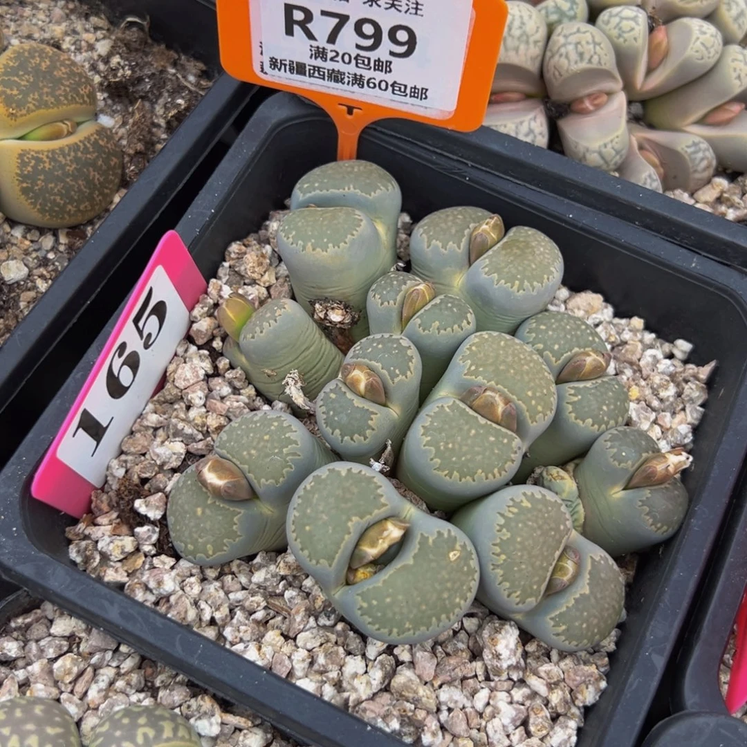 799 生石花大群生一物一拍