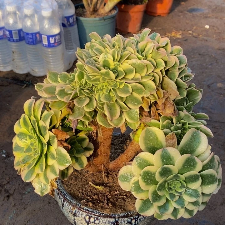 绿豆沙一颗多肉植物