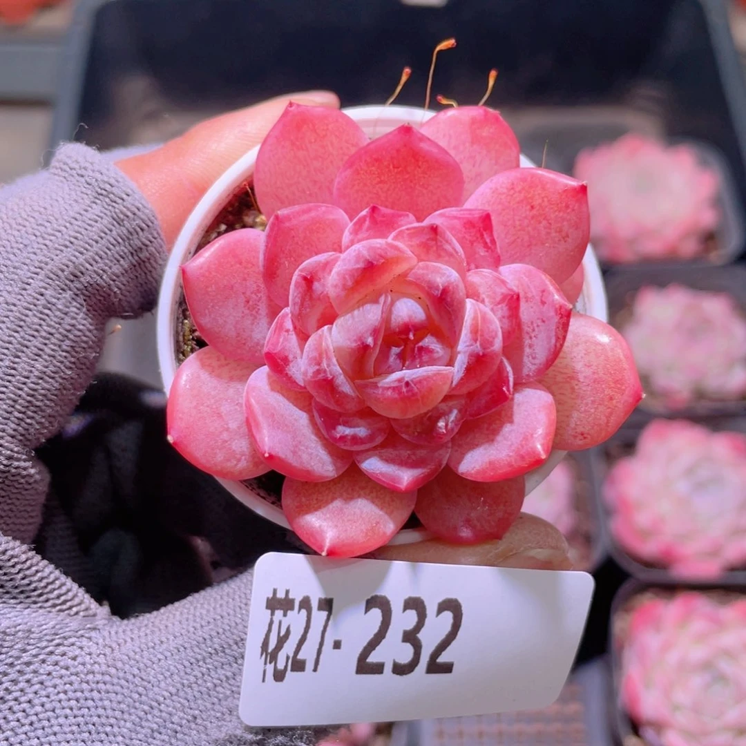 花利美27-232果汁