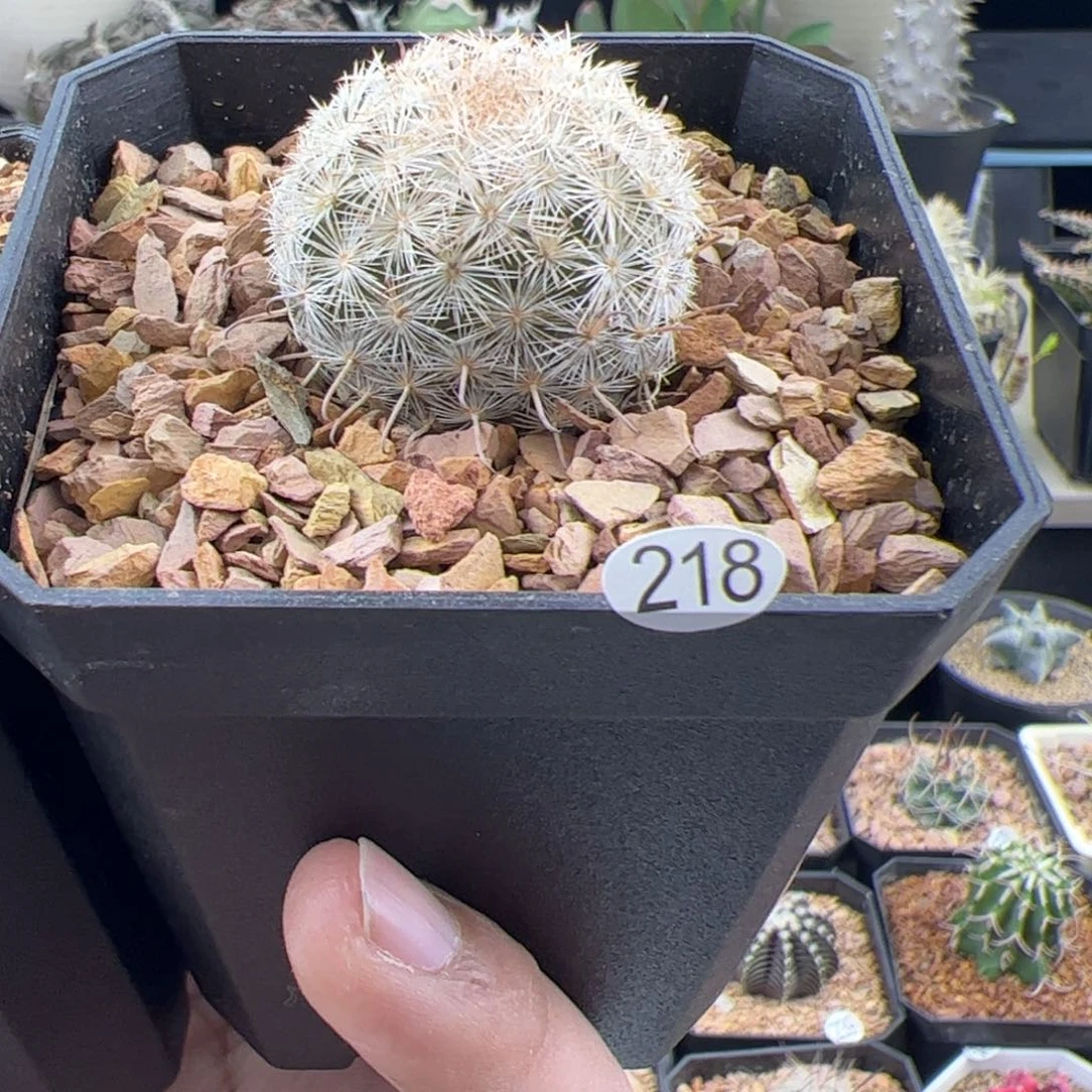 半月丸变种一物一拍218