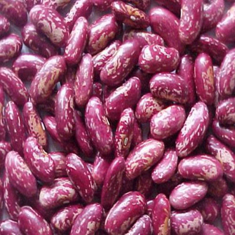 芸豆花芸豆今年新豆米花豆四季豆红花豆雀蛋豆奶花豆芸豆
