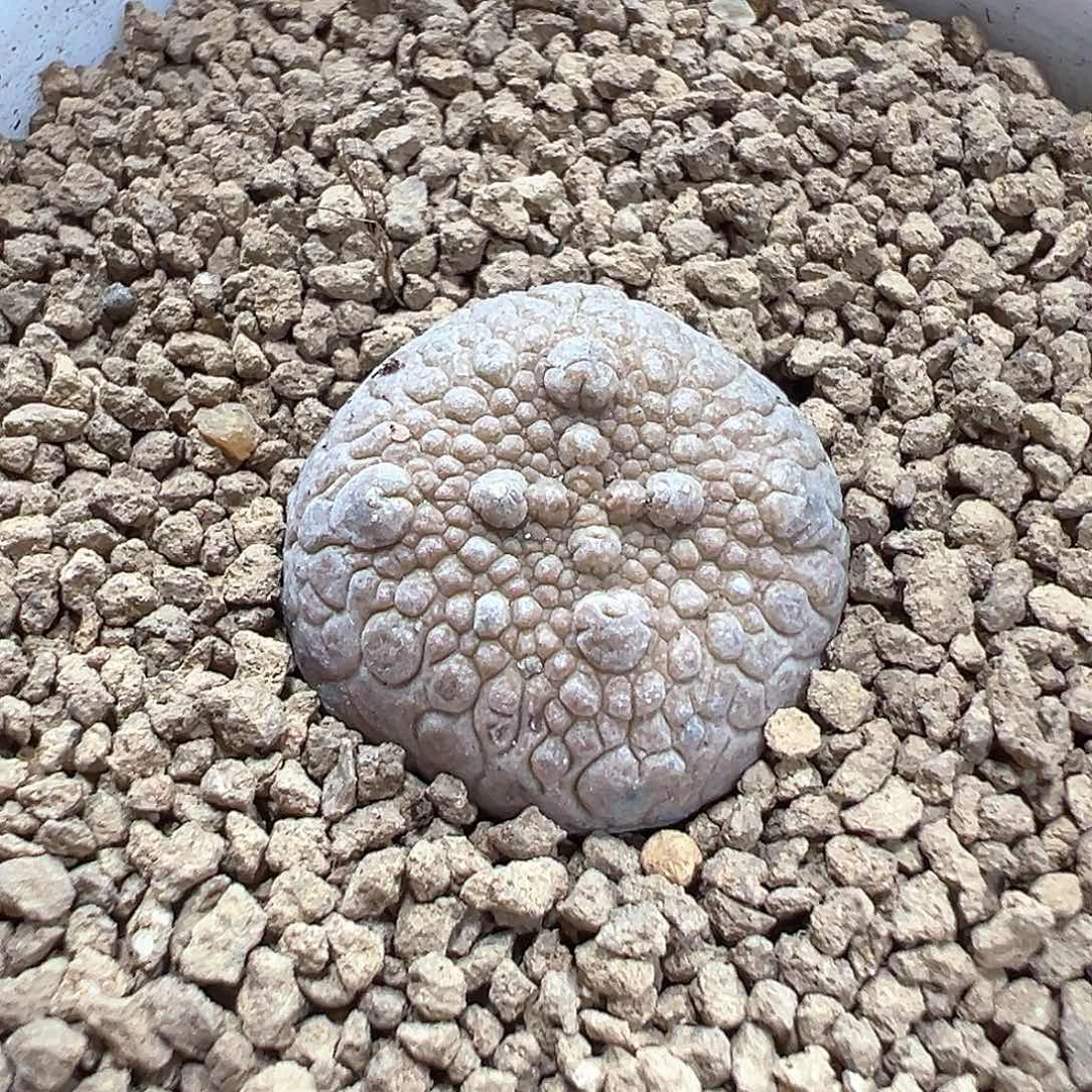 凝蹄玉 小方花圃一物一拍