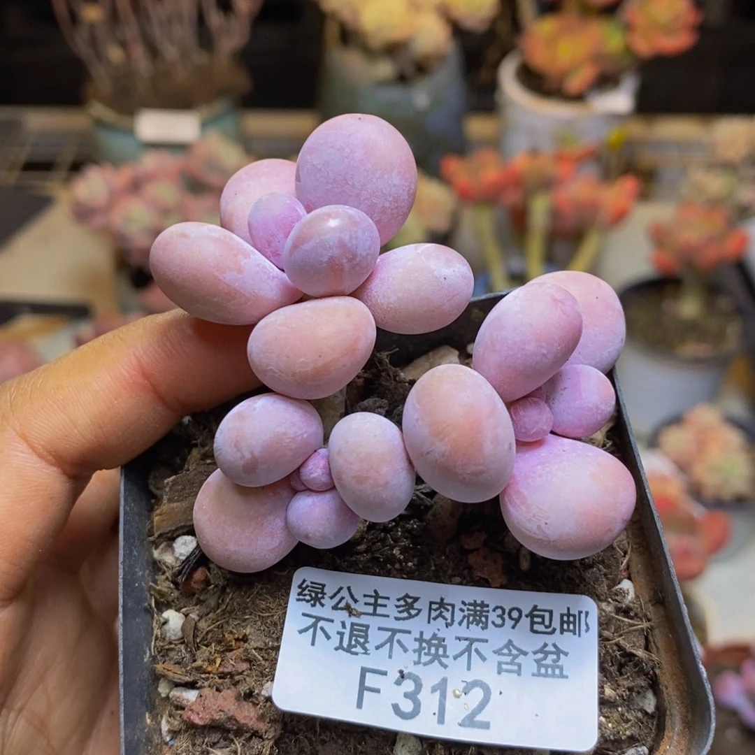 312橙奶多肉肉4c m