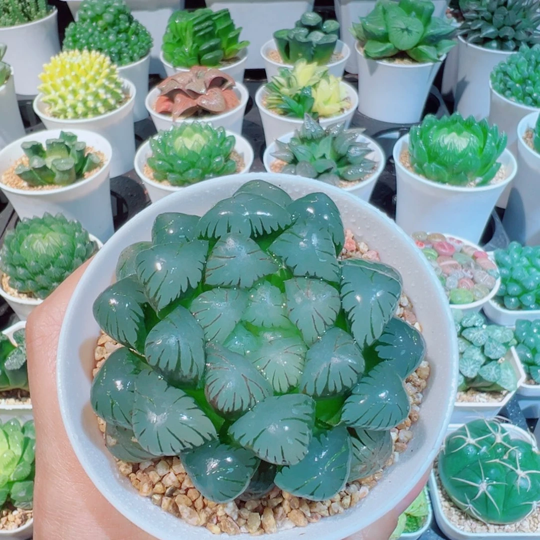 潘氏母本冰灯多肉多肉