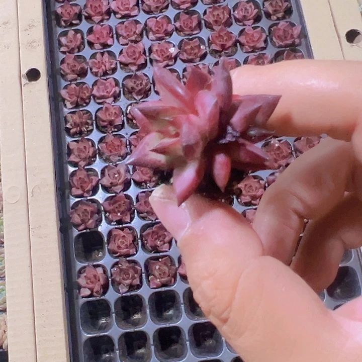 罗宾精品多肉植物大战僵尸