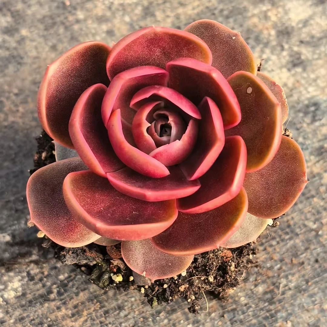 【红灯】 多肉植物 绿植盆栽