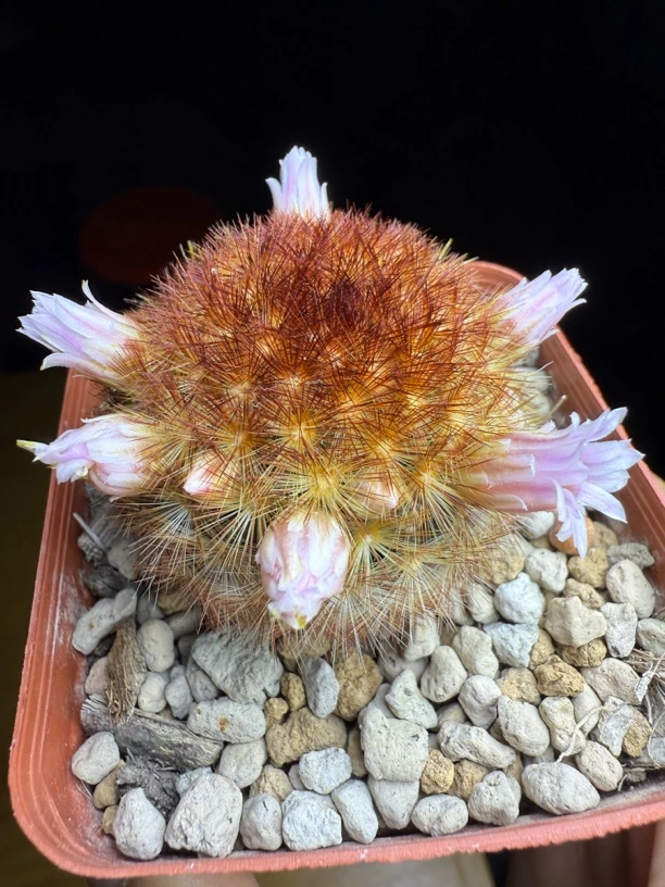 嘉文丸软萌仙人球