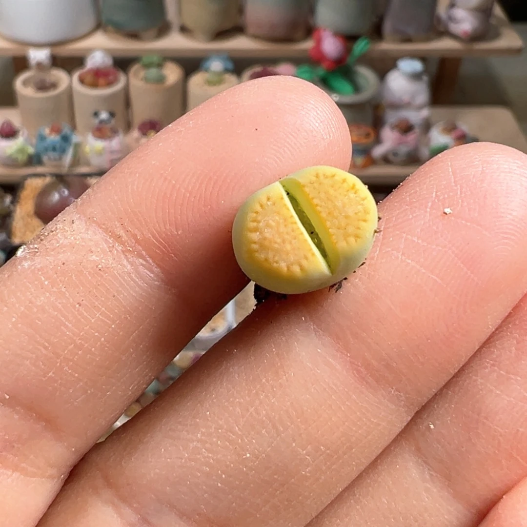 粘*多肉植物62号巴黎