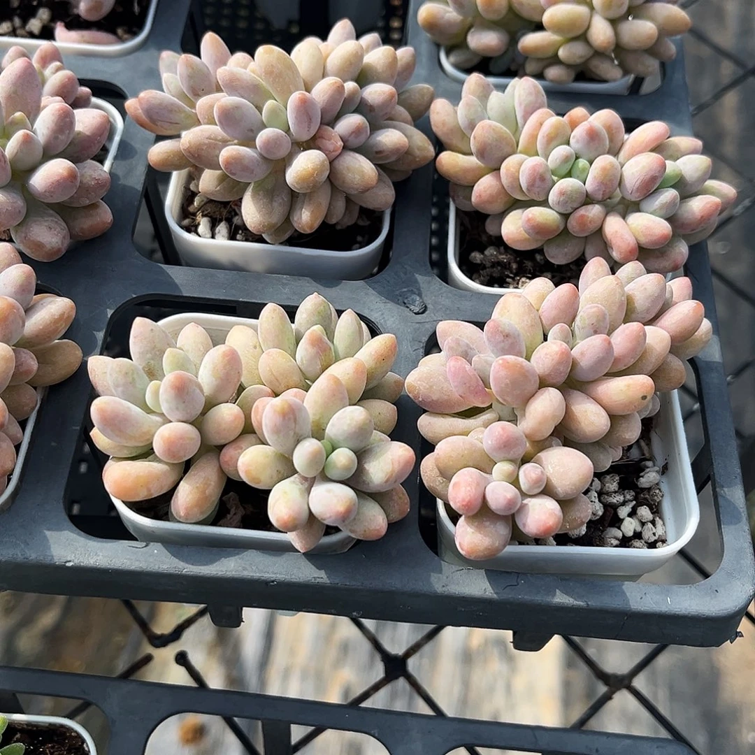 粉色恋人3-4头群一颗量拍多肉满18包邮满26多送一颗下午发