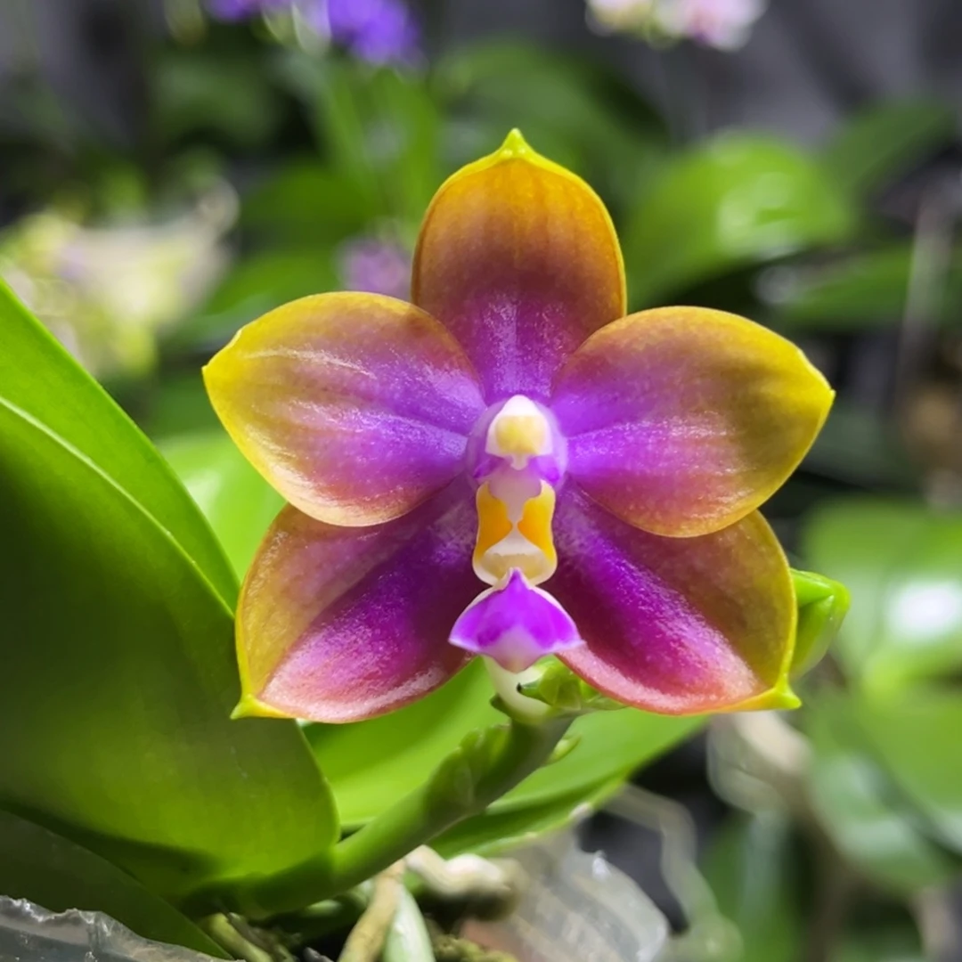 完全开放2.5寸1111111开花株