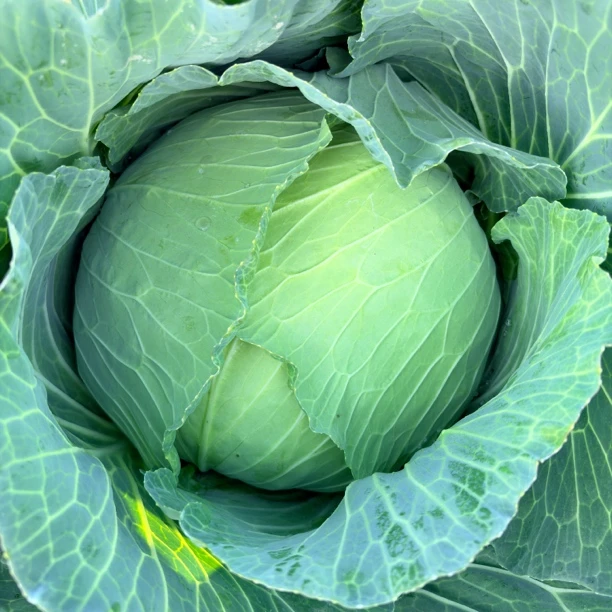 江西永新打了霜农家现摘新鲜包菜卷心菜