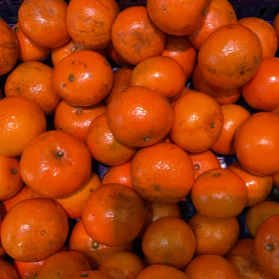 【散装】广西 无核沃柑 2000克