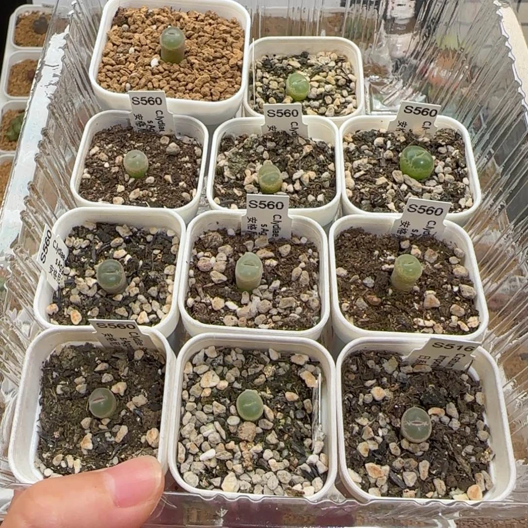 ‖***、肉锥多肉植物组合-835