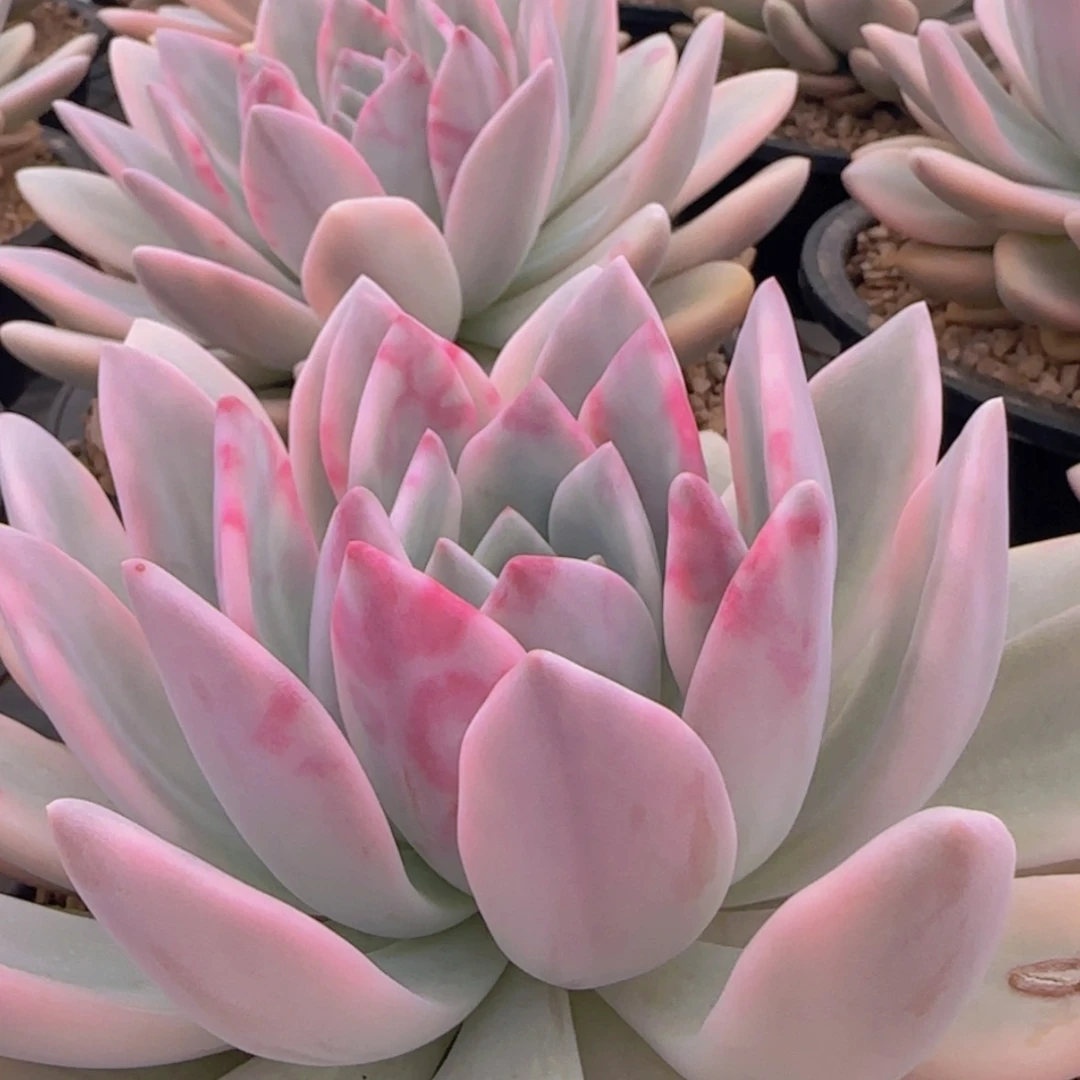 【闪购商品】大奥普锦