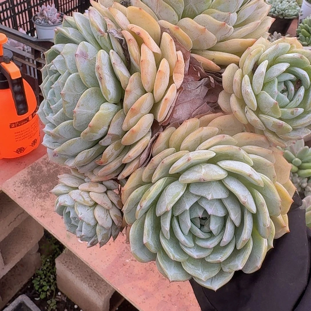 厚***本劳林一个一物一拍