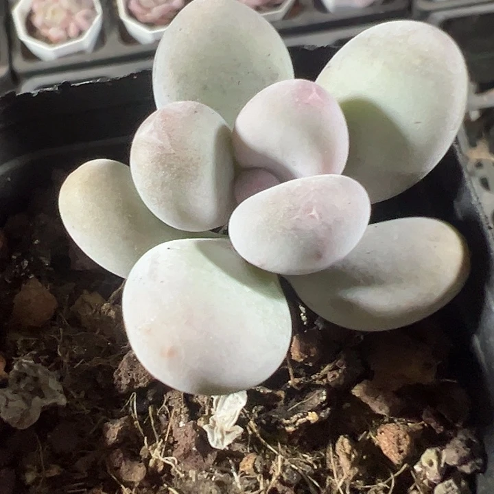 奶酪精品多肉植物大战