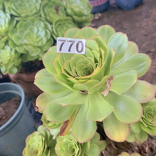宇***妈多肉植物一个军美莉