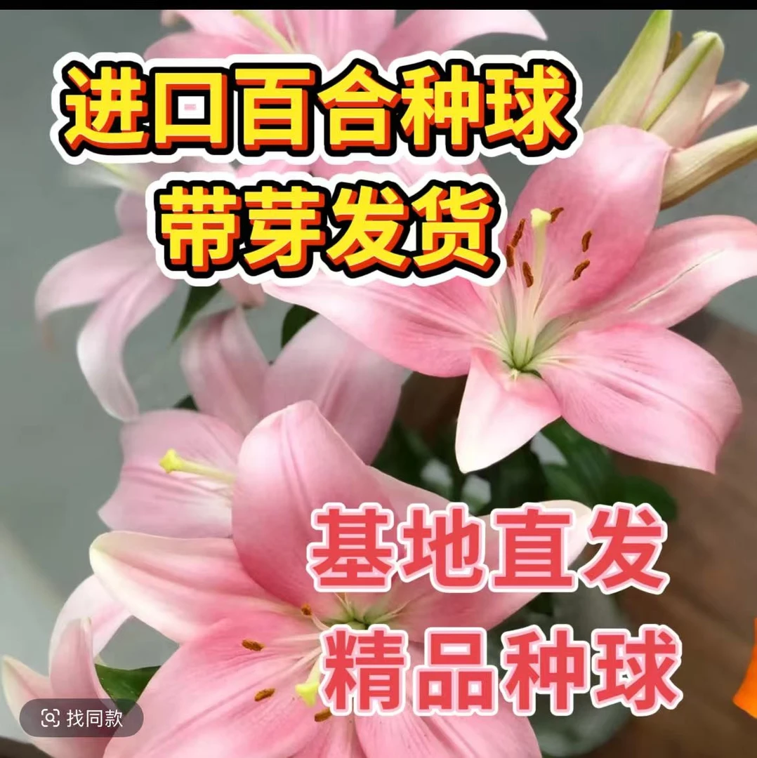 进口百合种球好养易活 四季花卉 盆栽地栽庭院阳台 多头大花