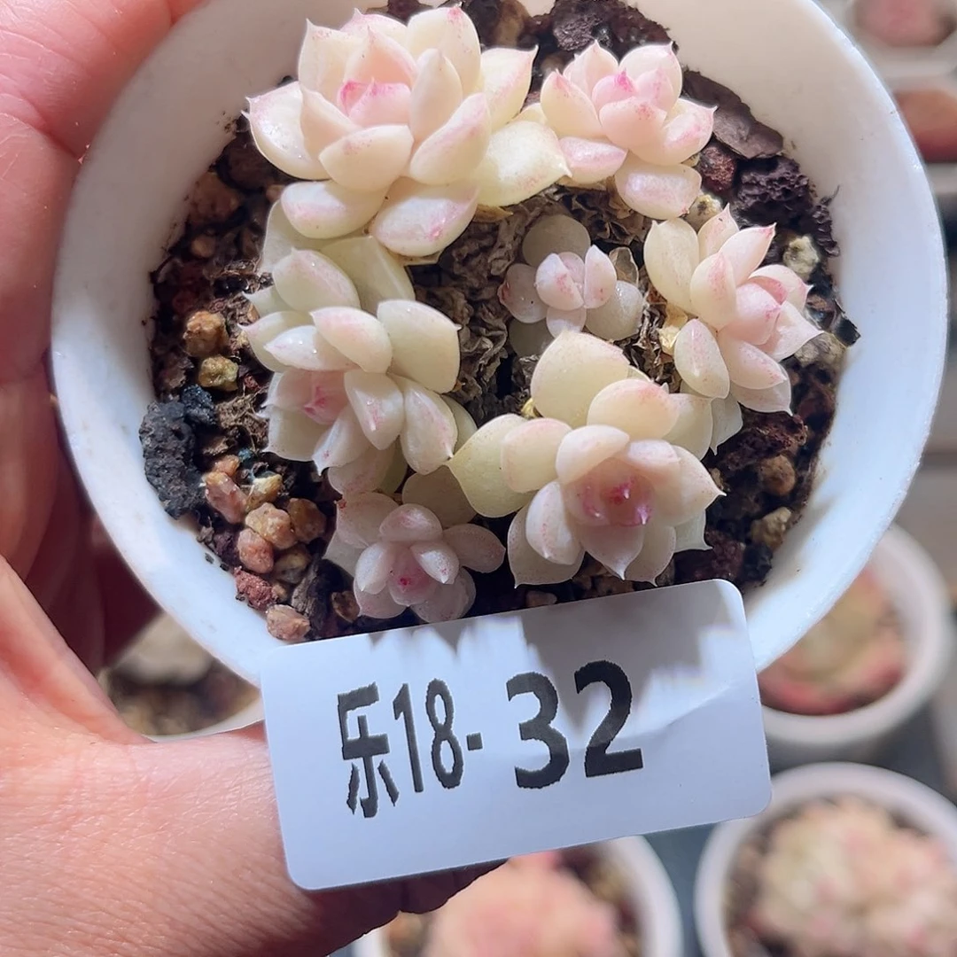 乐18-32 白天鹅群不包整