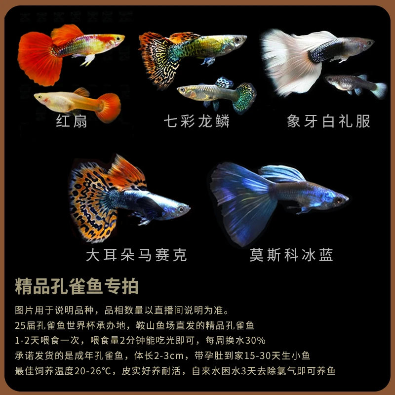 成年【孔雀鱼精品组合】新手好养耐活每胎50-150条小鱼每月生一胎