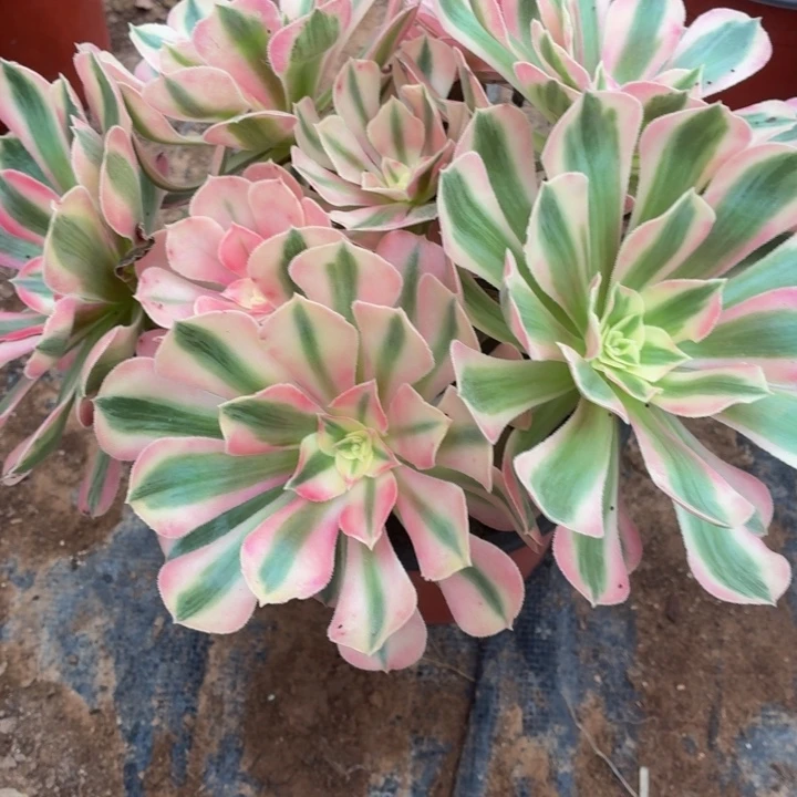 粉女巫一棵脱土发货