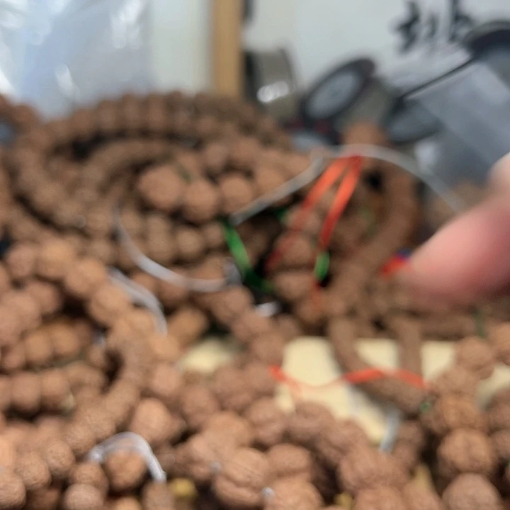 金刚菩提吊坠?****子跳跳龙