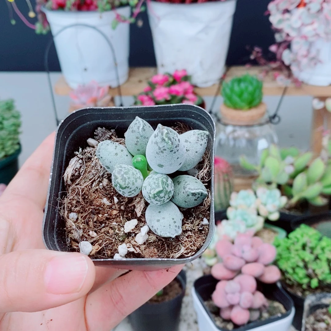 海报海豹海豹的造型