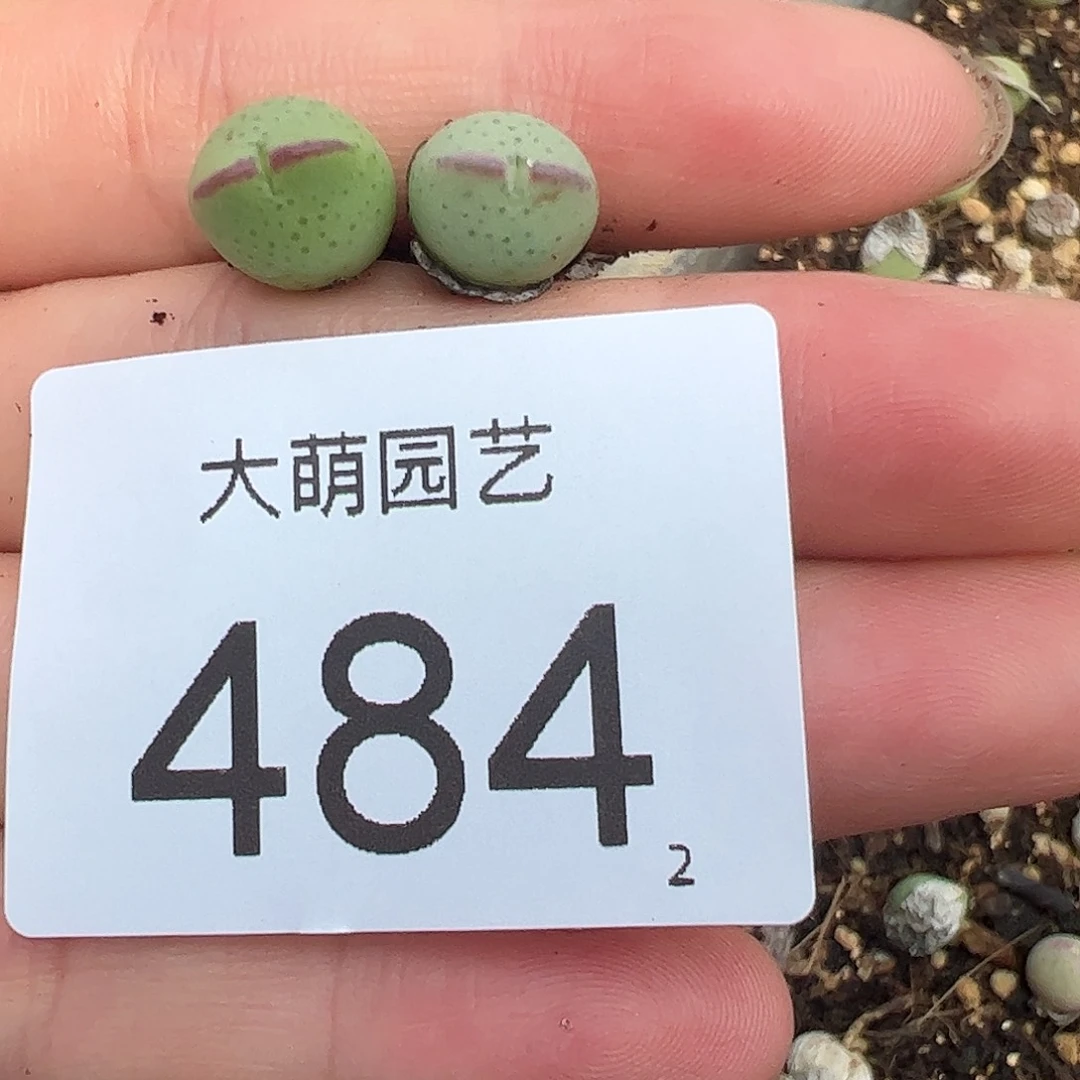 0000484量拍正版白花大枪1颗