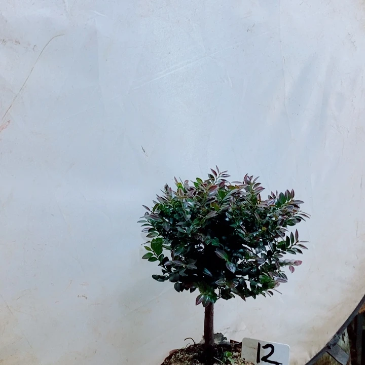 只****完全开放小小叶紫檀12