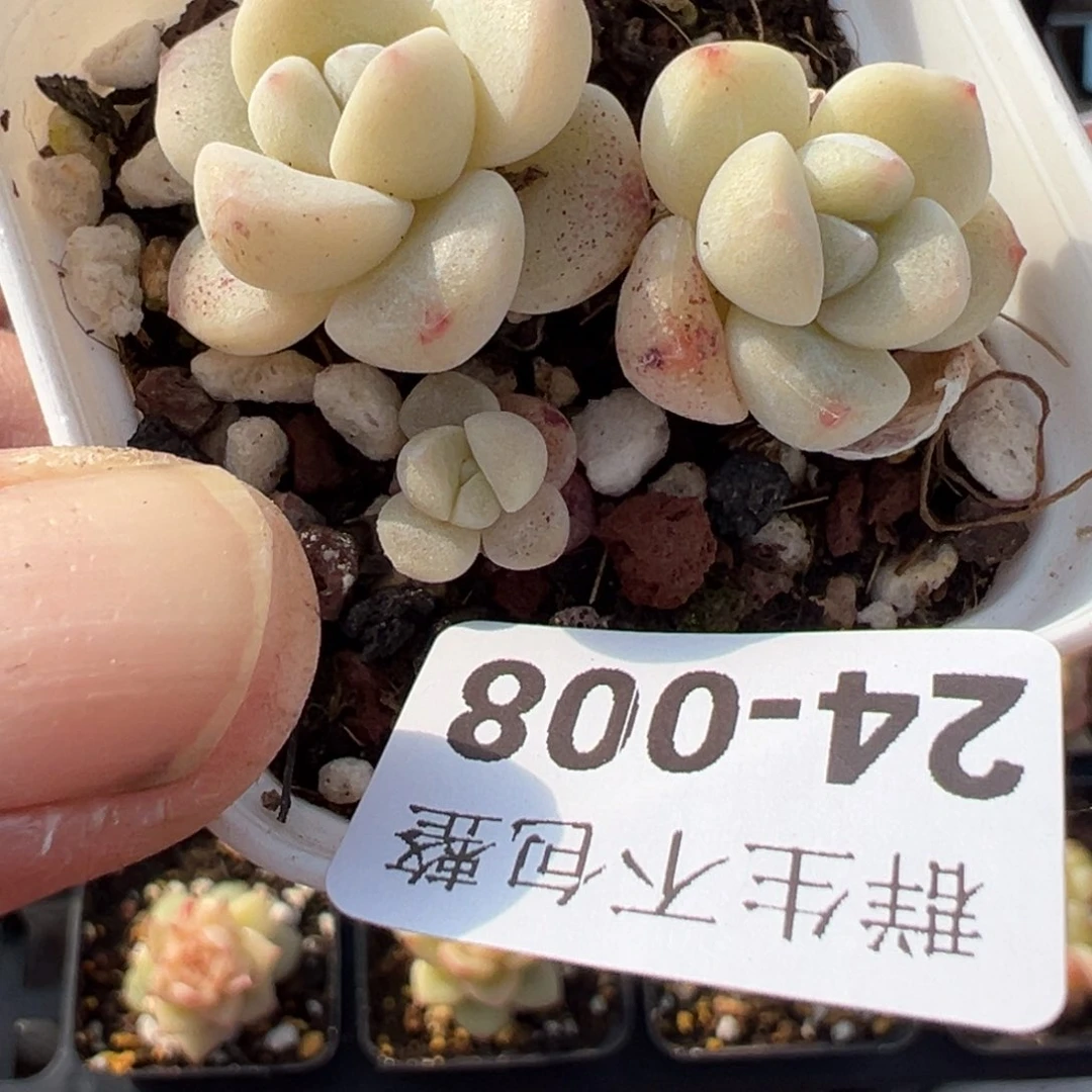 小卡拉米糖心一物一拍24-8