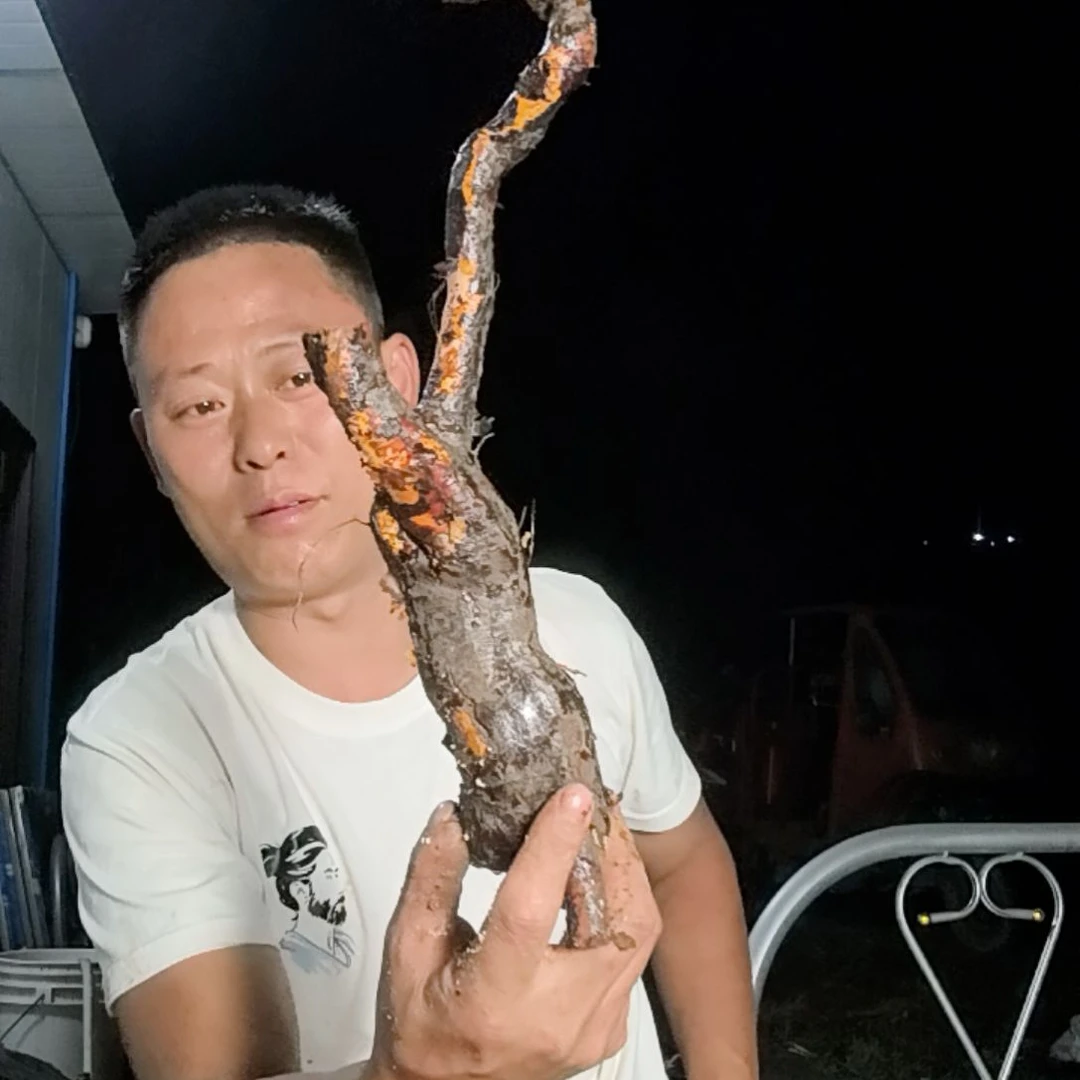 走***◟无花朵盆景素材拍品