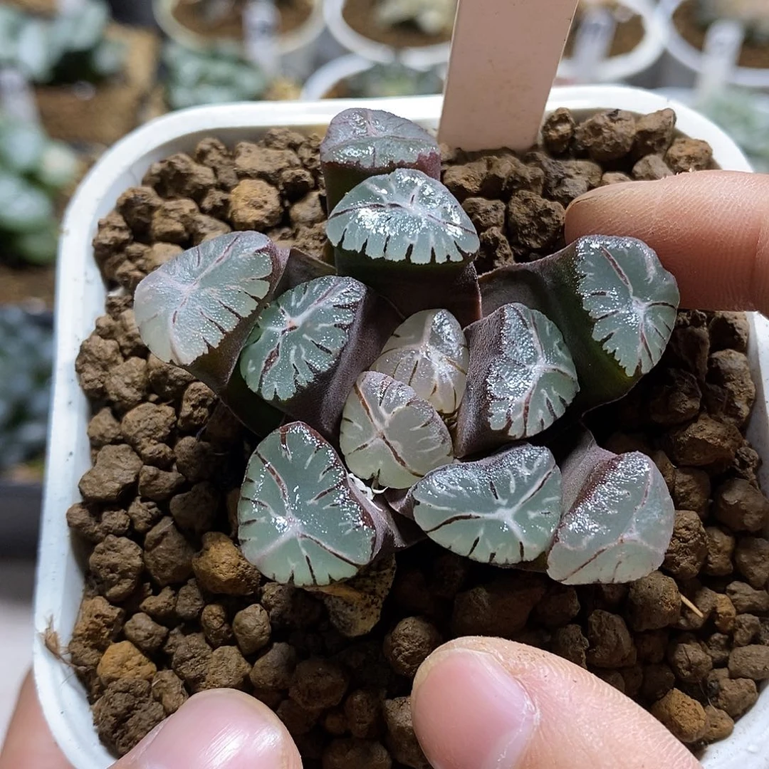 206紫万象十二卷多肉