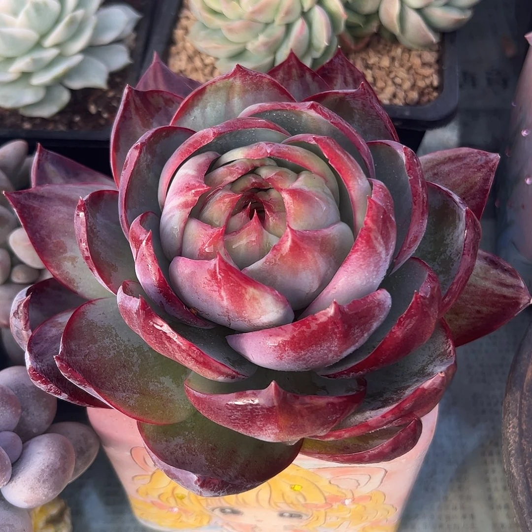 惊鸿仙子一物一拍