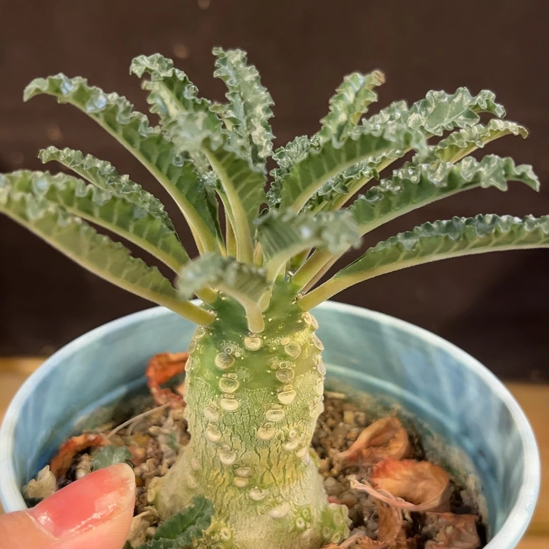 汤圆植物椰子硫桑漂亮