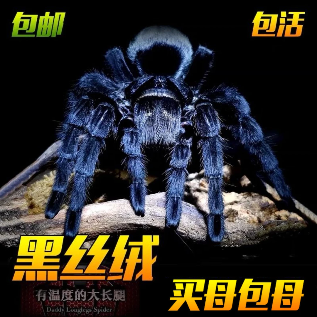 巴西黑丝绒蜘蛛新手温顺好养可达17厘米宠物纯黒色不踢毛可上手