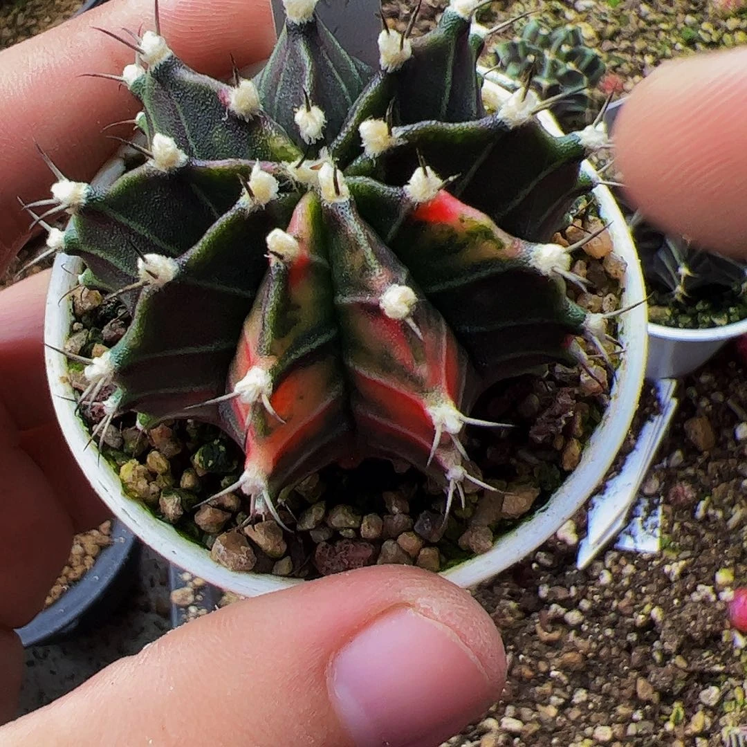 当前无花栽培后可以开花831