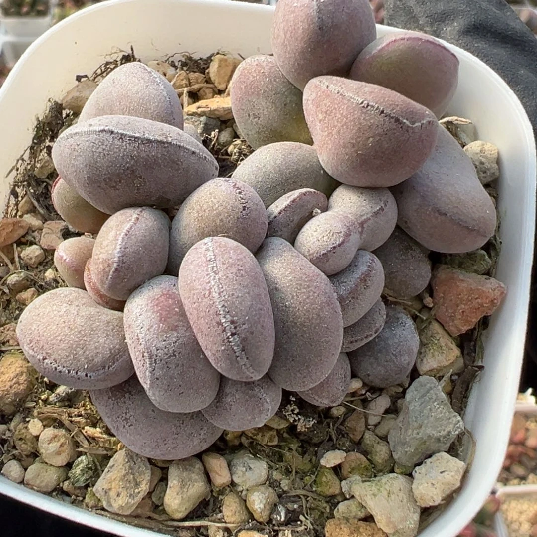 球球紫蛋缀化多肉植物水泡