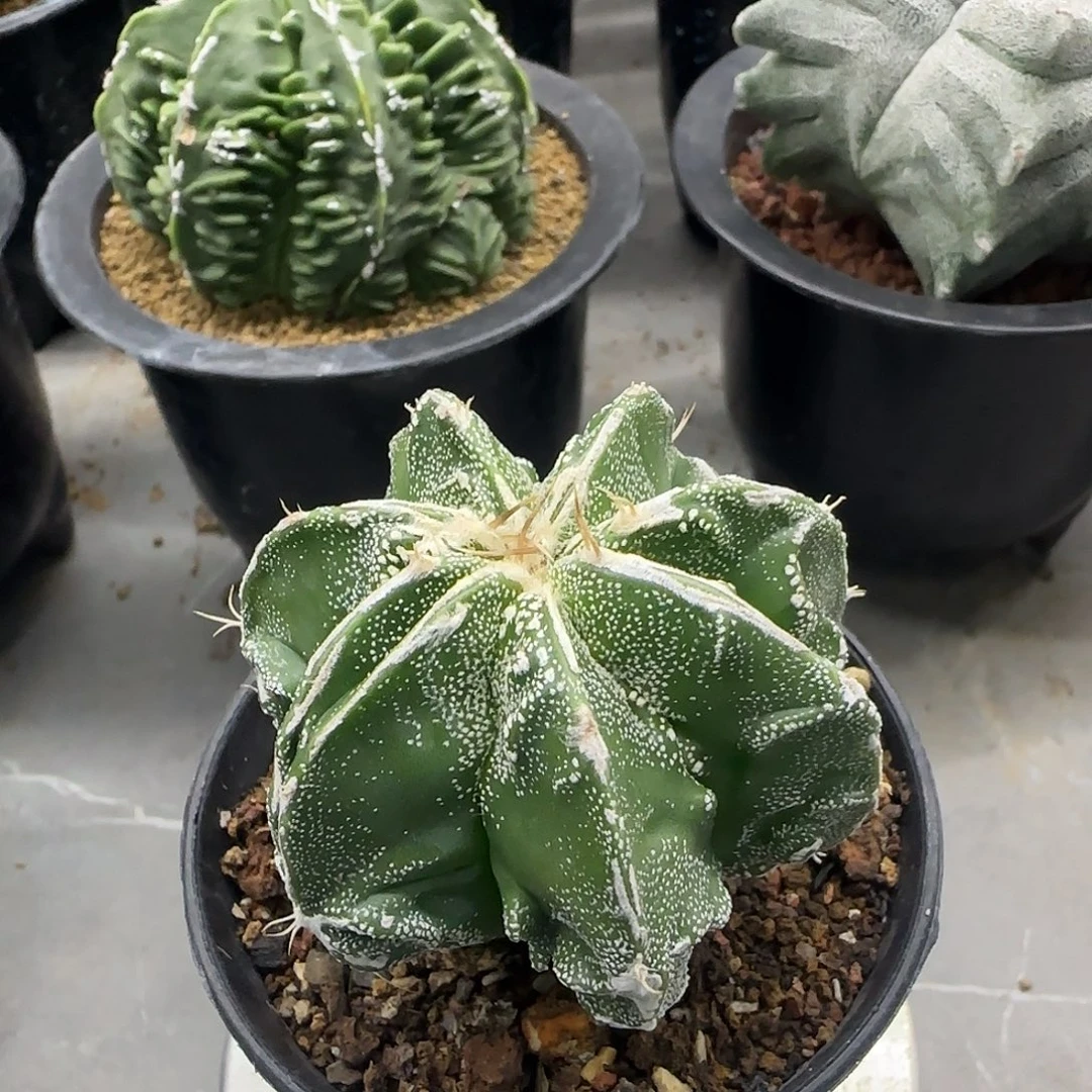 核桃鸾凤玉实生根002