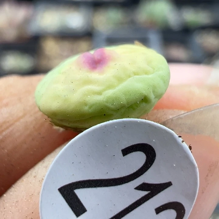 纸***飞212号11111111111111