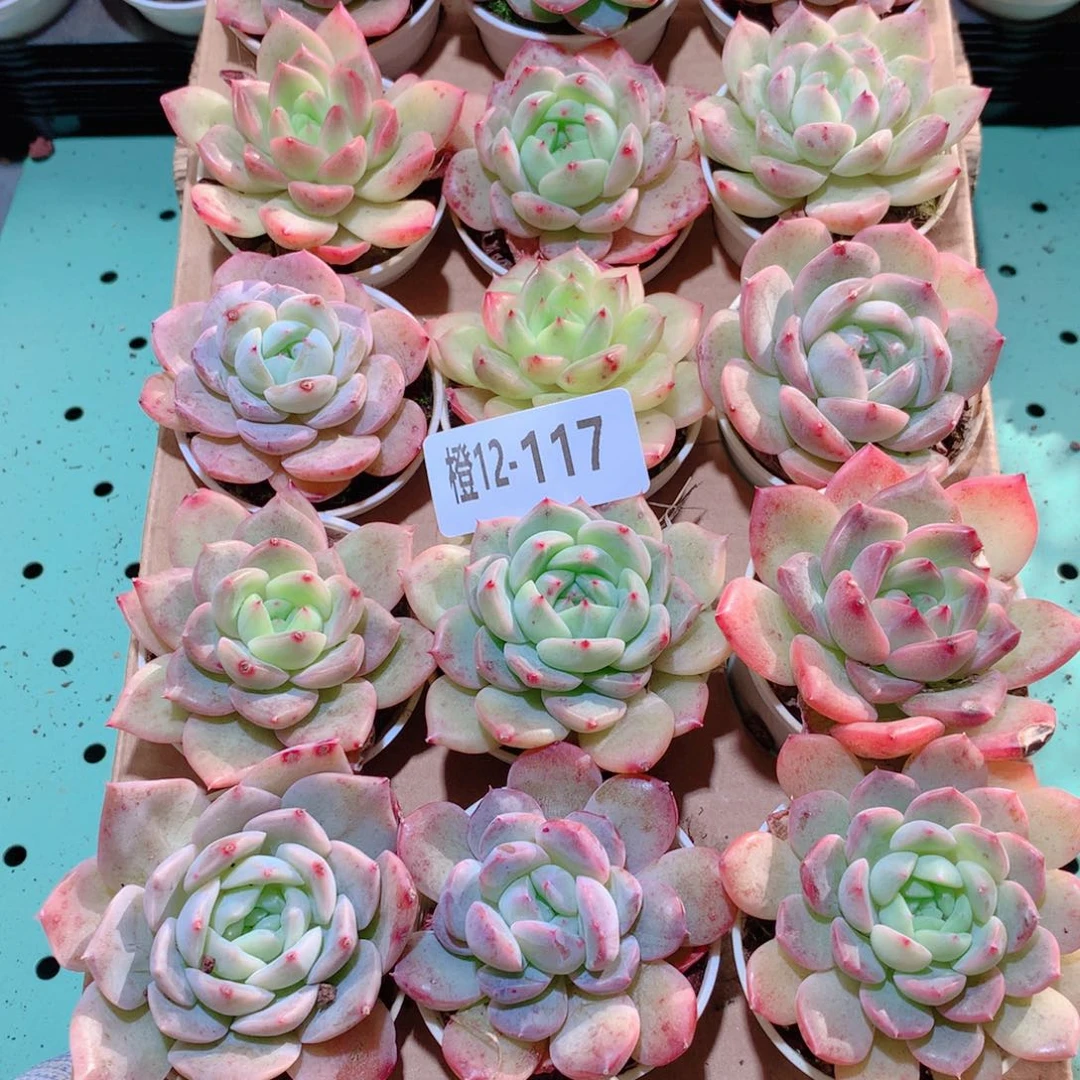 12-117一物一拍多肉带盆18颗