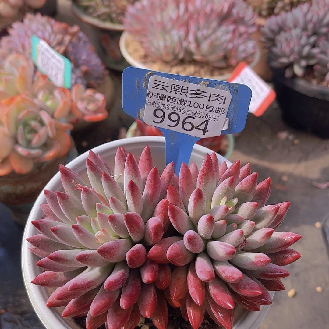 9964虞美人多肉植物