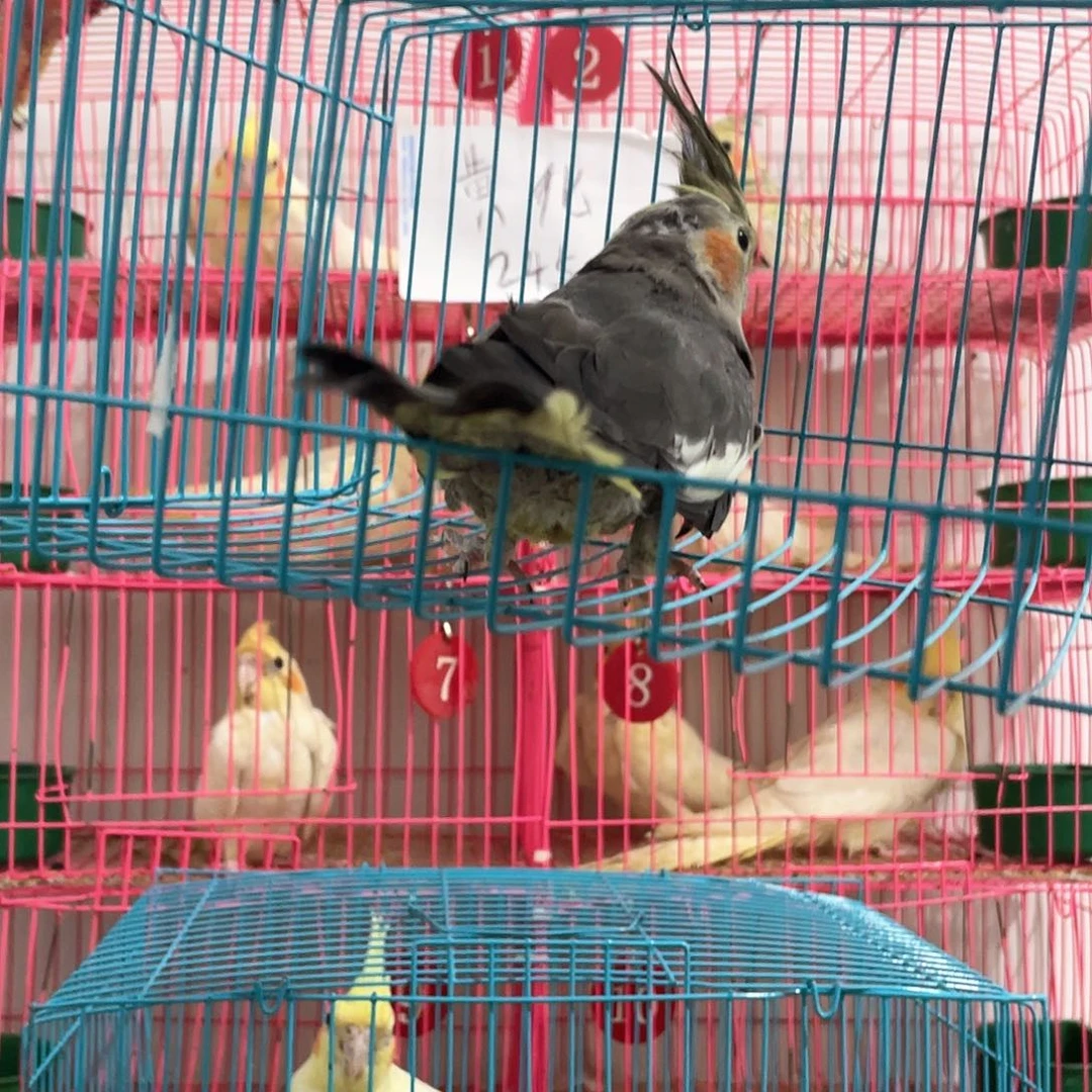 玄凤鹦鹉/鸡尾鹦鹉