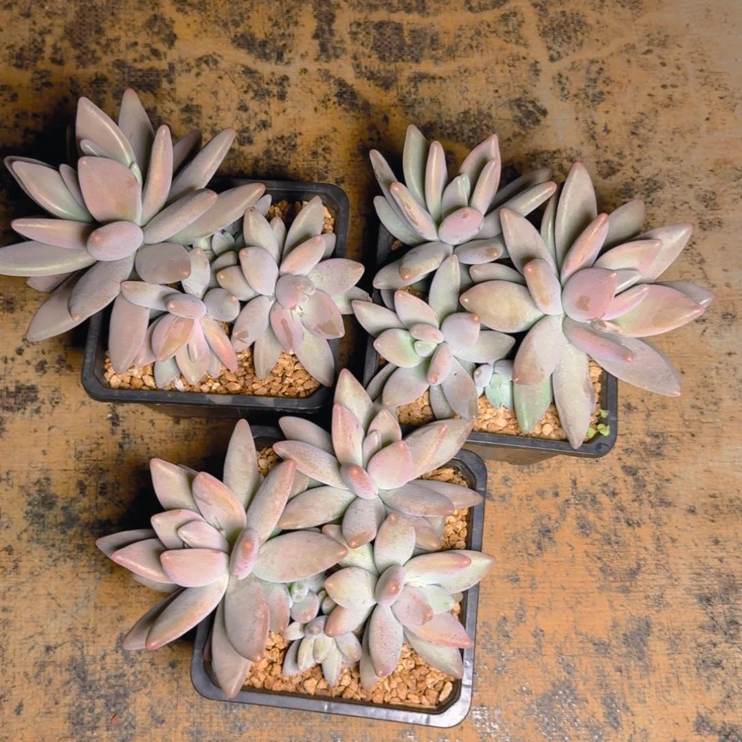 鹅福利多肉1111111111