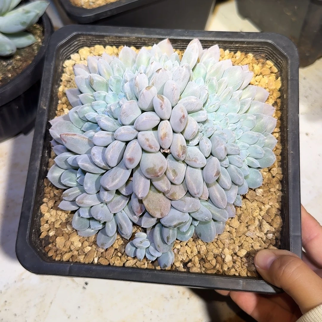 菩提子缀化多肉15公分
