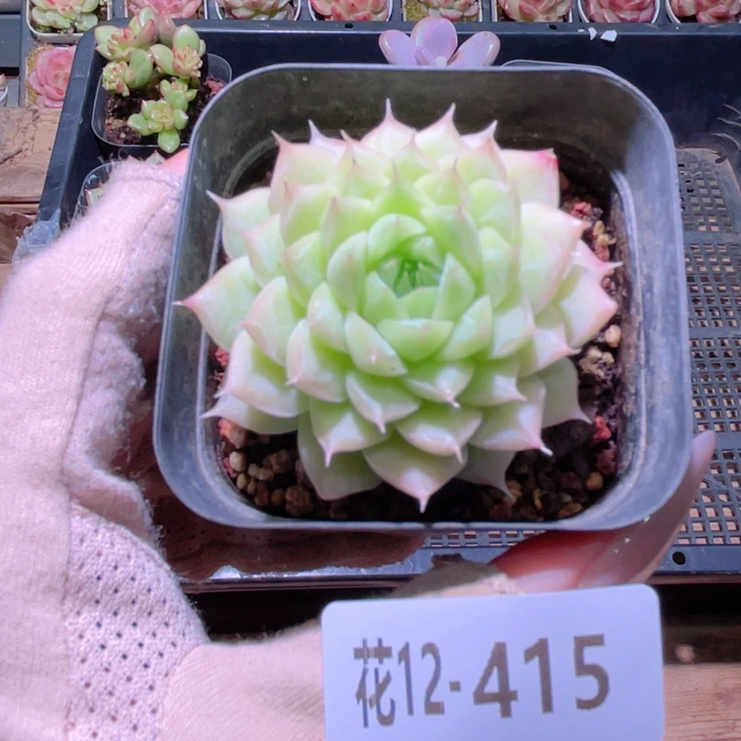 花利美12-415清浅