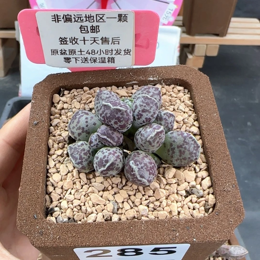 285达摩海豹多肉