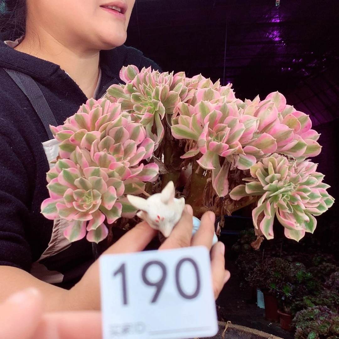 柒柒精品多肉脱土发货不包断侧枝190